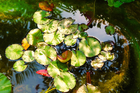 睡莲在池塘里叶子