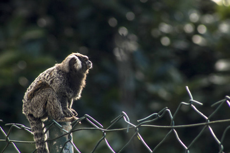 在圣保罗以南英特拉戈斯附近的大西洋森林中，一种被普遍称为白色尾巴的小猴子