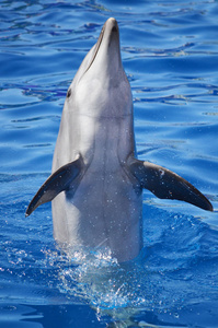 宽吻海豚平衡在水中的尾巴上。