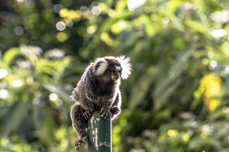 在圣保罗以南英特拉戈斯附近的大西洋森林地区，一只小猴子，俗称白尾射手座，叫卡丽思克斯雅各