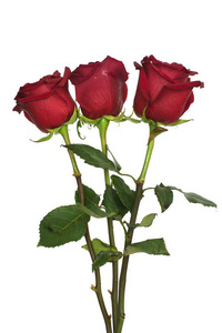 美丽的玫瑰花, 红色的白色和绿色的花朵在白色的背景, 玫瑰分离