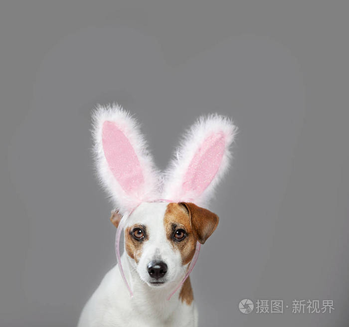 狗戴复活节兔子耳朵偷看