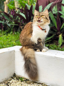 一只猫坐在草地上，有一个钟领，喵喵地看着远处。 从一个短的角度拍摄。