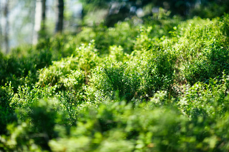森林里的绿色灌木丛很近。 野生活植物的密集灌丛。 风景如画的绿色前景集中。 自然背景