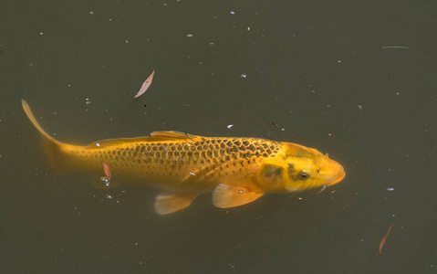 在河里游泳的大黄鱼图片
