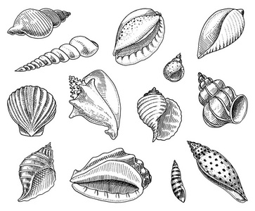 海贝壳设置或软体动物不同的形式。海洋生物。刻在旧素描, 老式风格的手画。航海或海洋, 怪物或食物。海洋中的动物