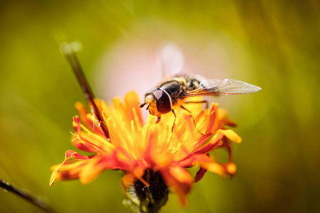 黄蜂收集花蜜从花还阳阿尔宾娜