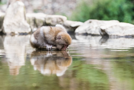 日本长野猴园，猴子在天然温泉里洗澡
