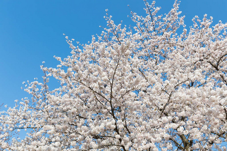 日本樱花春季