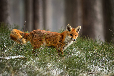 欧洲森林中的红狐狸外阴冬季。