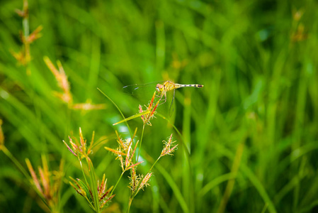 蜻蜓的宏观在草地上离开。 蜻蜓在大自然中。 蜻蜓在大自然的栖息地。 美丽的自然场景与蝴蝶共同的动脉共生纹状体。