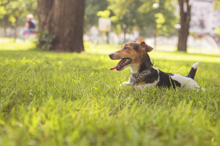 可爱快乐微笑杰克罗塞尔狗躺在公园的草地上。夏日温暖的日子
