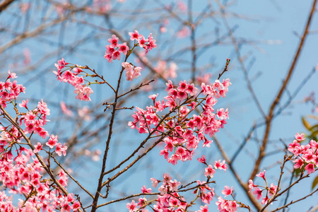 樱花与蓝蓝的天空