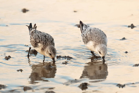 Sanderling 涉禽或水鸟, Calidris, 在岸边觅食