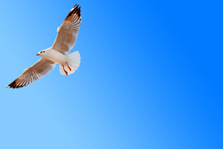 蓝天背景下飞翔的海鸥