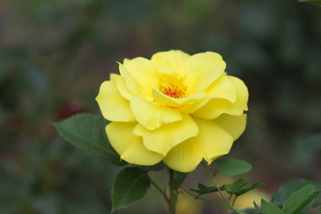 s day, yellow roses, March 8, greeting card with flowers on holi