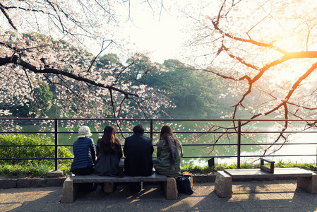 樱花盛开在花园里, 许多人在东京, 颂