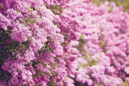 芳香的丁香花了。浅层深度