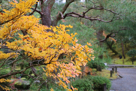 禅园与池塘, 岩石, 砾石和苔藓