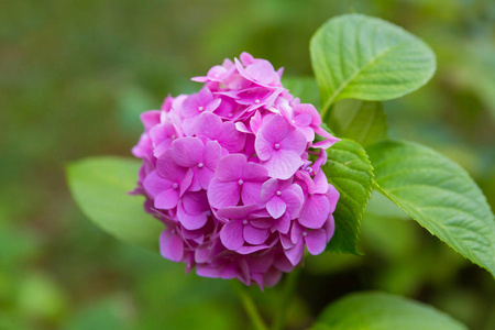 明亮的灯光，淡紫色的花群在夏日阳光明媚的日子里在花园里绽放