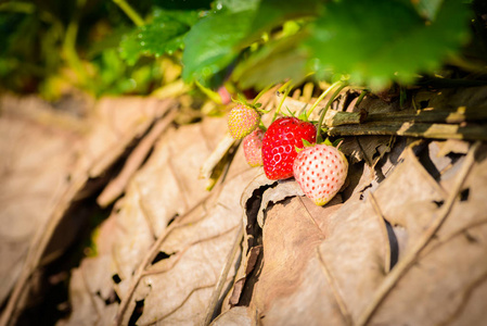 泰国忠迈道安昌山草莓农场的一排草莓种植特写