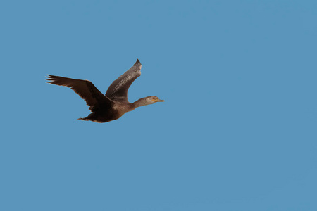 不成熟,粗毛,欧洲的粗毛或共同的粗毛,Phalacrocorax