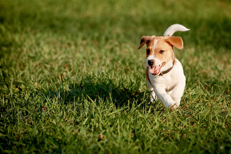 快乐的小狗在草丛中发现世界杰克罗素梗