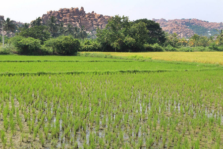 稻田中的绿色水稻。一个有机的亚洲水稻农场和农业。年轻的种植水稻。印度