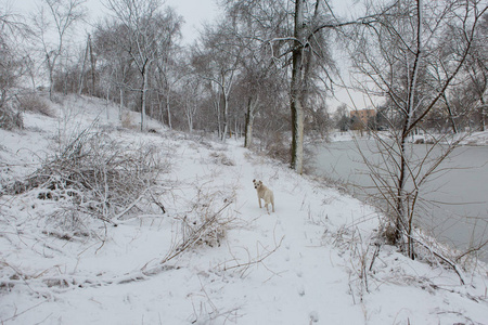 白狗在雪地上玩耍，有趣的狗狗冬天童话
