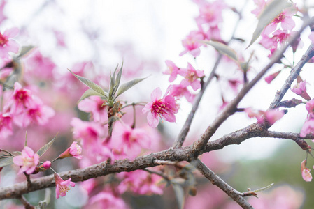 Thail 清莱樱花粉红色樱花花