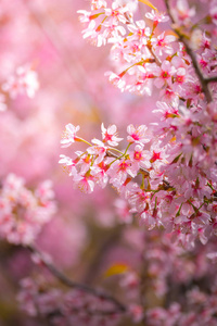 樱花花正在盛开的花朵，在泰国清迈