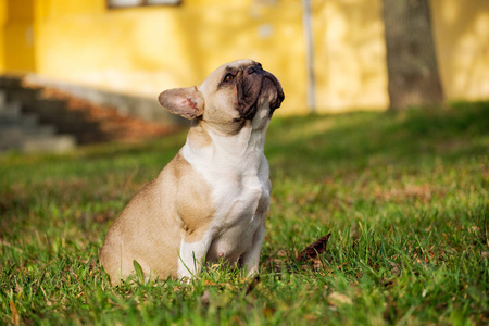 秋天可爱的法国斗牛犬户外草