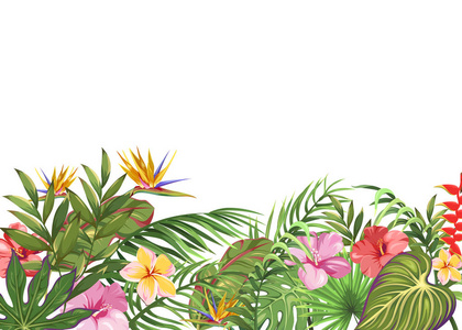 白色背景，有热带植物和花卉