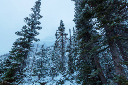 美国蒙大拿州冰川国家公园的第一个积雪覆盖岩石和森林的初冬
