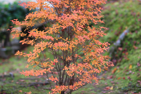 红枫树离开尼森在京都寺
