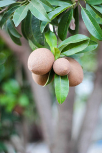 树上的 Sapota 水果