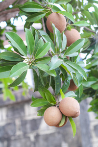 树上的 Sapota 水果