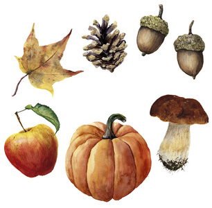 水彩秋收设置。手绘松果 橡子 南瓜 苹果 孤立在白色背景上的蘑菇和黄色叶。植物插图设计