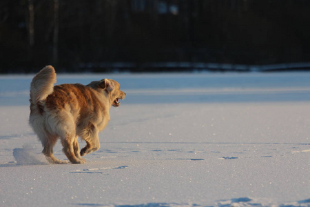 金毛猎犬在跳跃。 冬天。