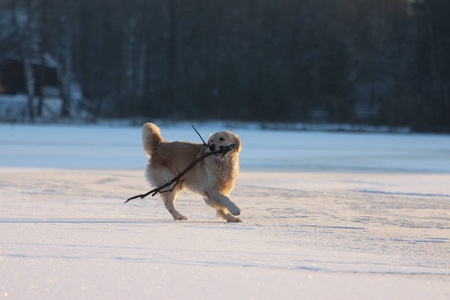 金毛猎犬在嘴里用棍子跑。 冬天。