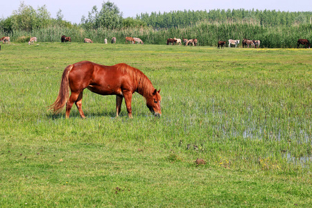 棕马放牧在绿草田春季
