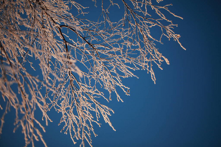冬天绿树上的霜冻对蓝天