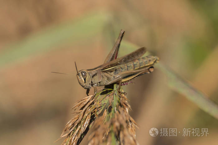蚱蜢坐在树枝上