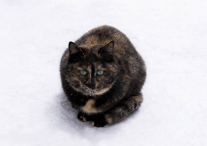 三色猫在雪地背景上
