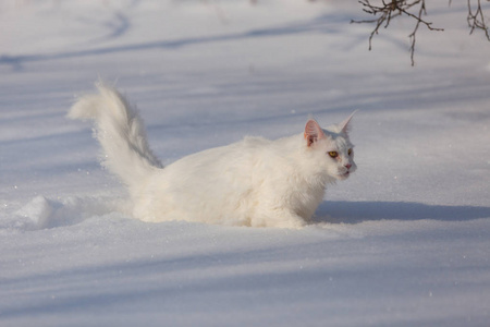 缅因州 coone 白猫冬雪