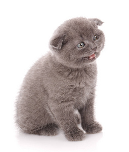 灰色苏格兰折叠猫坐在白色背景与张开的嘴。一只顽皮的小猫