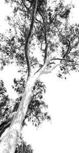 在澳大利亚，在晴朗的天空中，树和树叶比其他的树和树叶要大