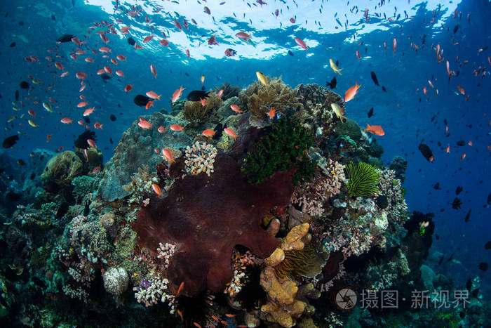 这个热带太平洋区域拥有大量的海洋生物多样性.