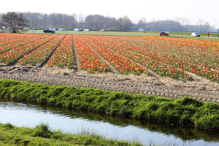 在荷兰春季阿姆斯特丹附近的背景中, 红色和粉红色的五颜六色的郁金香在一个风景与一个花卉领域的对角线行