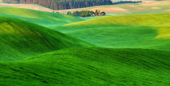 春天的田野。 风景如画的丘陵田。 春季农业领域